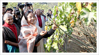 Pratibha Patil Information Pratibha Patil Information